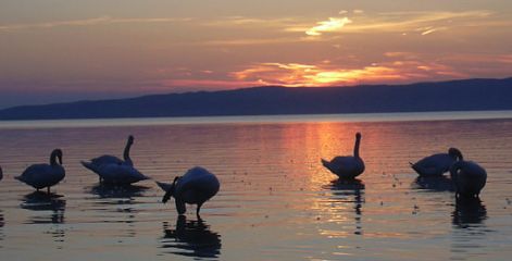 balaton-reservation-picture.jpg